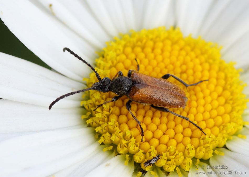 tesařík, Pseudovadonia livida, Cerambycidae, Lepturini (Brouci, Coleoptera)